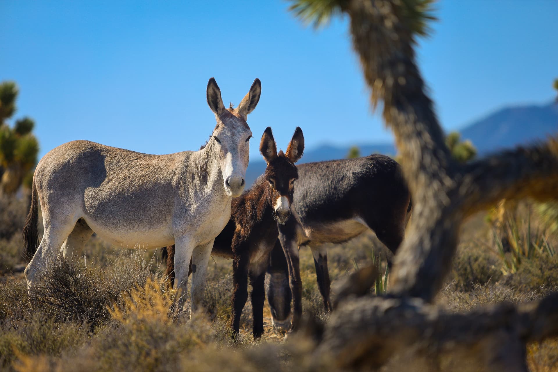 Wild Burros
