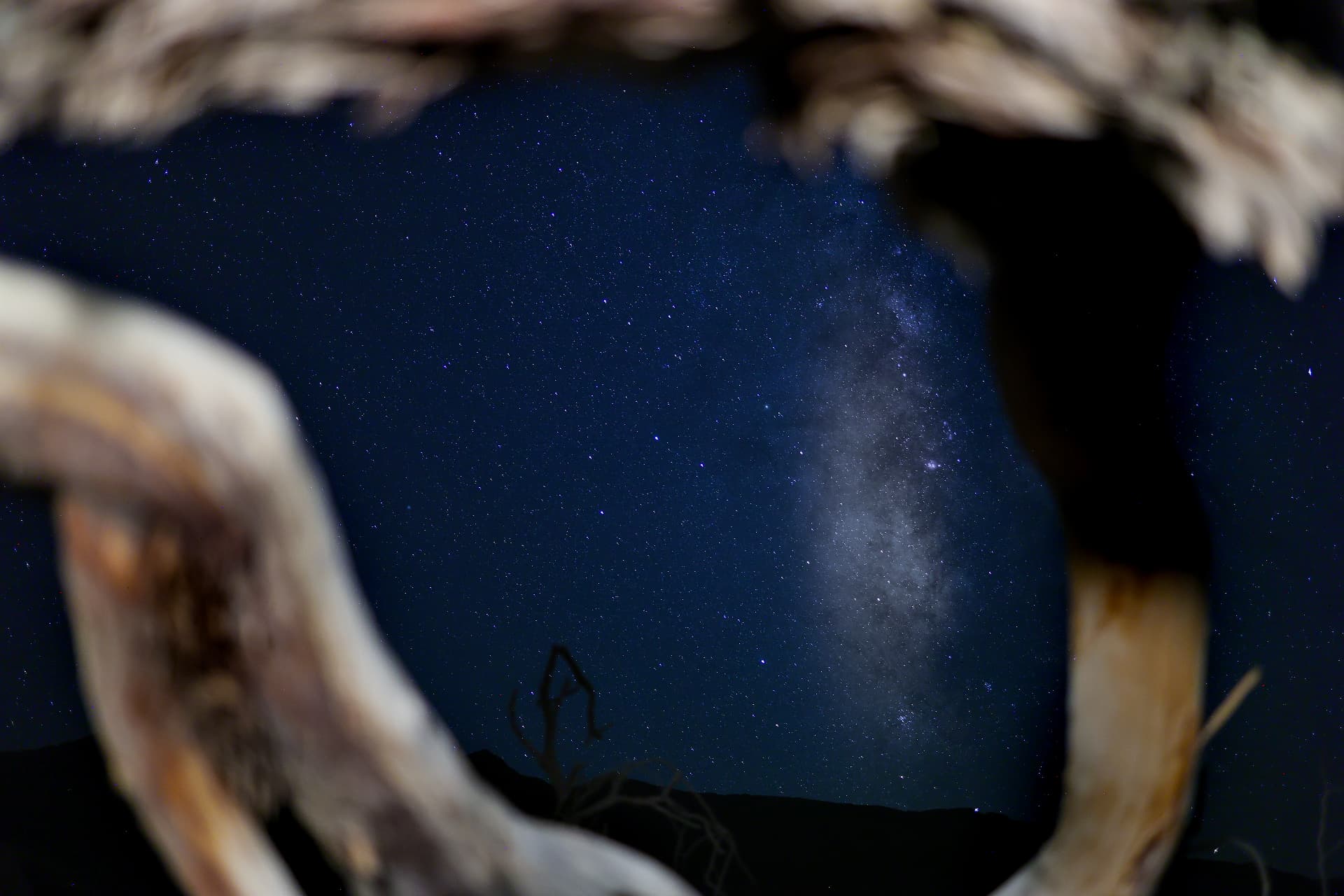 Through the Driftwood
