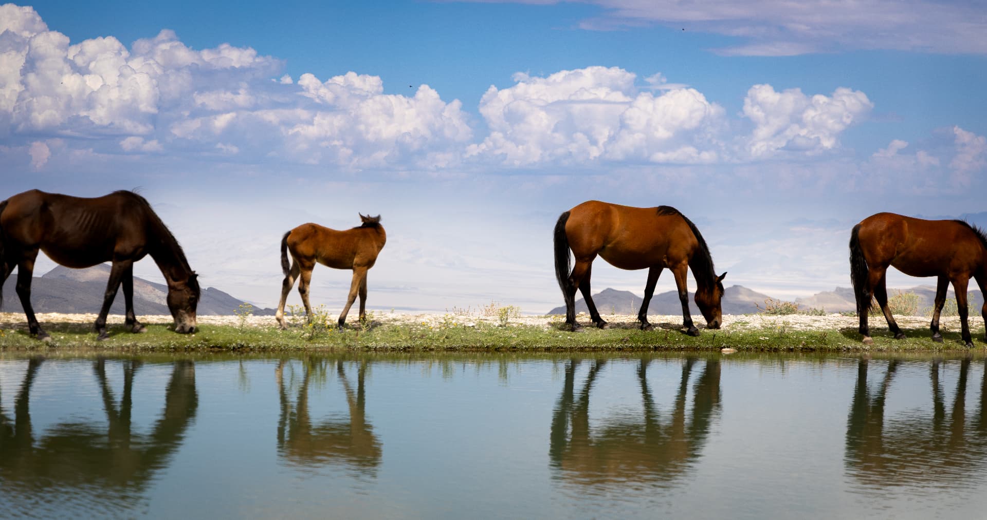 Waterhole II