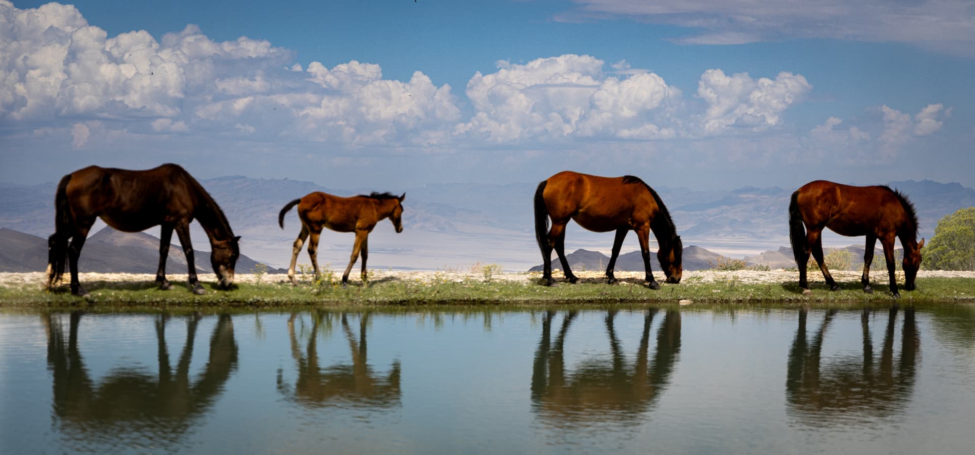 Waterhole