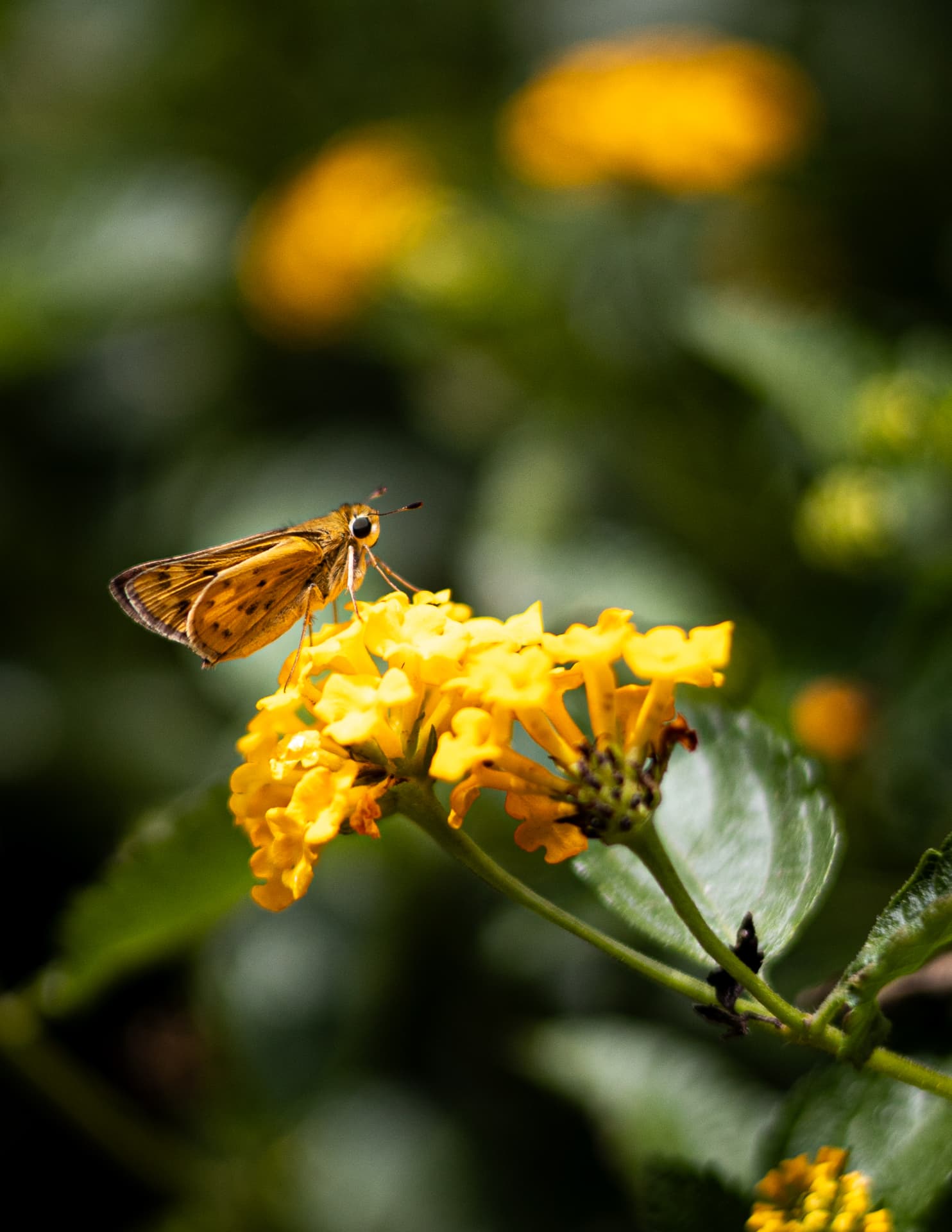 Skipper on Lantana