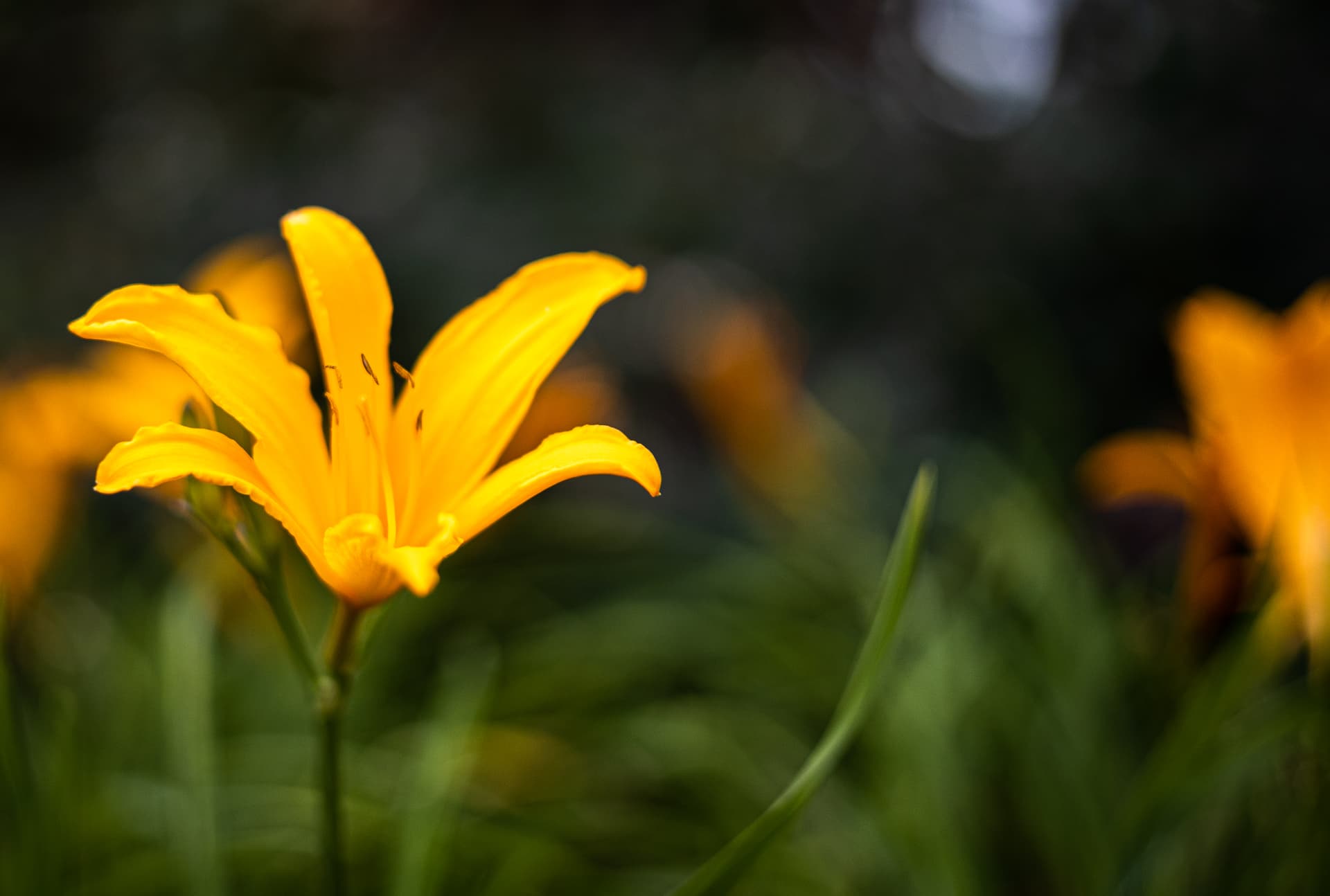 Daylily